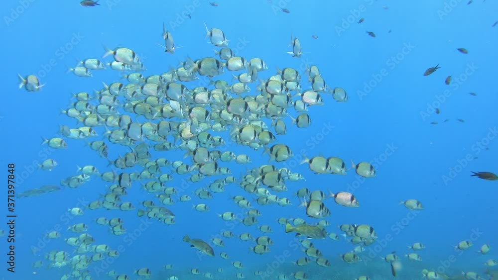 School of two banded fishes in blue water School of two banded fishes in blue water