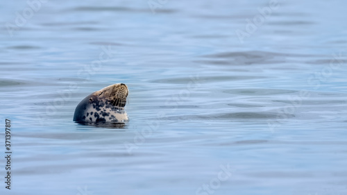 Bull grey seal sleeping in a calm ocean and enjoying warm sunshine