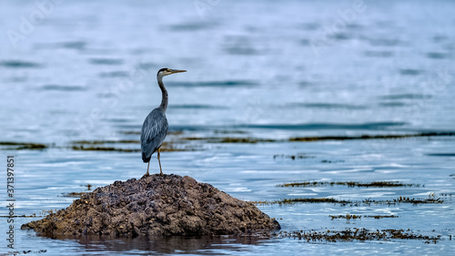 Grey heron standing on a rock in the ocean © HighlandBrochs.com