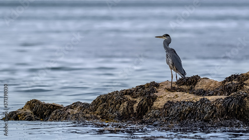 Grey heron standing on a rock in the ocean