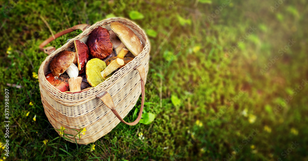 mushroom hunting - wicker basket full of edible mushrooms in forest moss. banner copy space