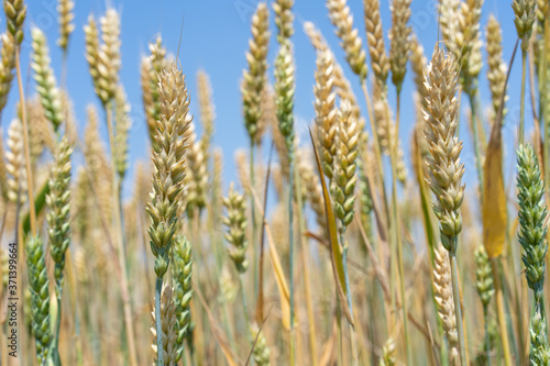 Wheat ears growing in the field