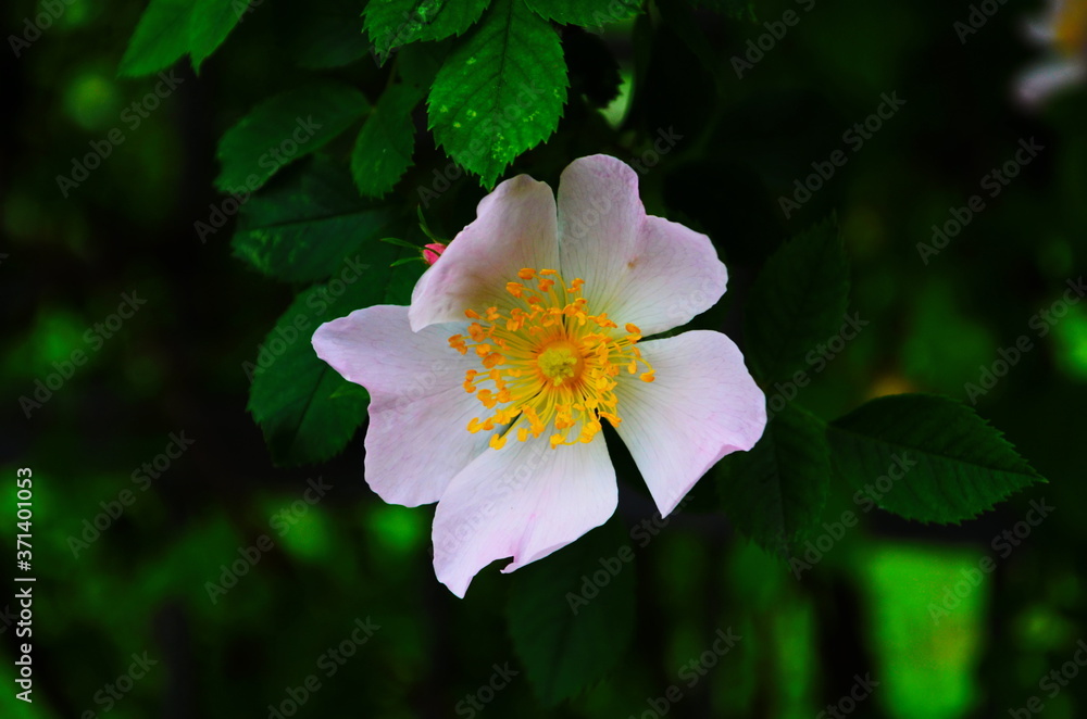 Fototapeta premium Dog Rose blossoms (Rosa canina)