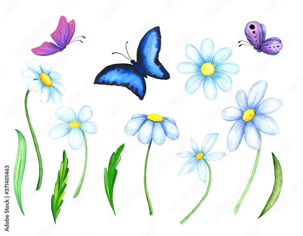 Set daisies watercolor with leaves and butterflies isolated on a white background. Flat flowers.