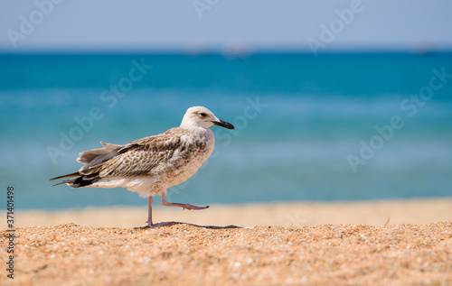 One seagull walks along the sandy beach against the background of the sea. © Nikita