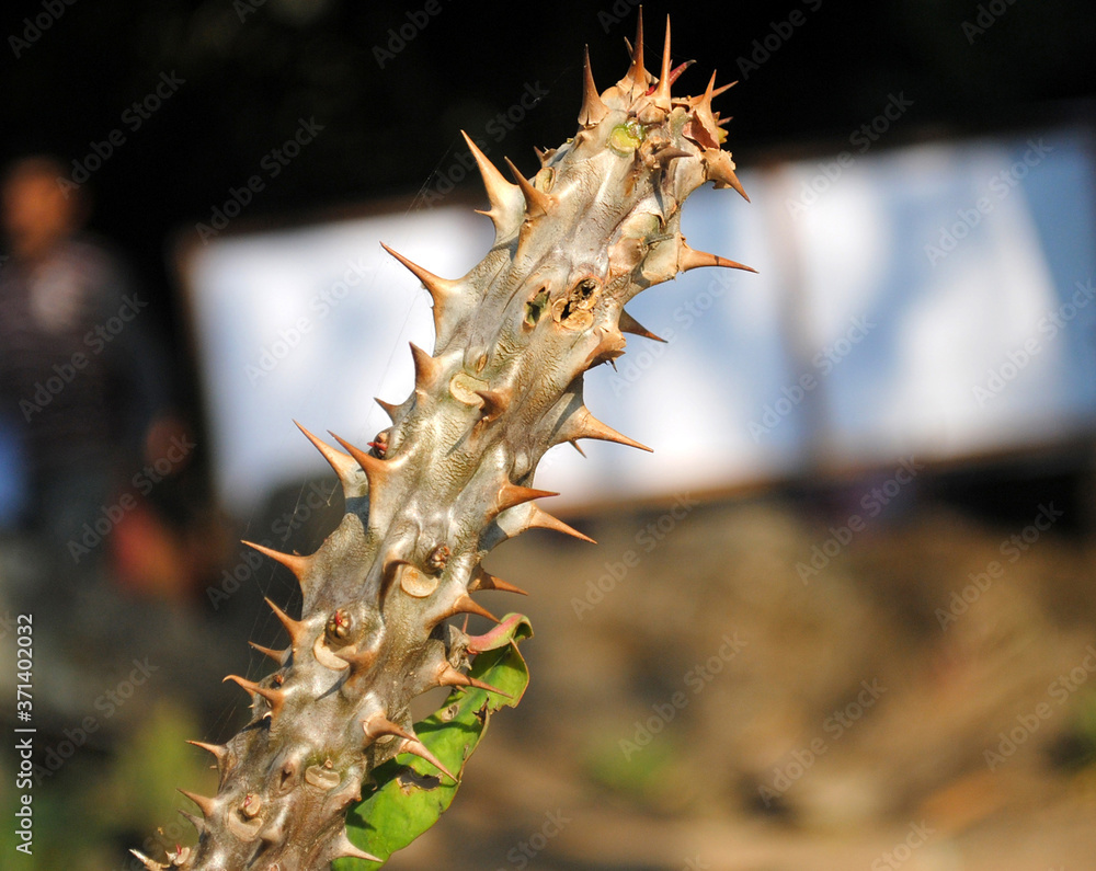Naklejka premium The piercing thorns plant commonly knowns as Crown of Thorns/ Christ Plant/ Christ Thorn at Apica Garden in Gangtok, Sikkim. Botanically known as Euphorbia Milli that was used to form Christ’s Crown o