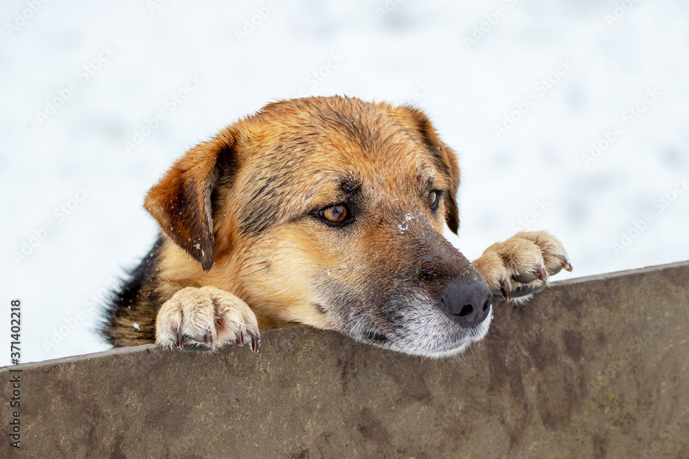 A large brown dog peeks out from behind a fence in winter A large brown dog peeks out from behind a fence in winter