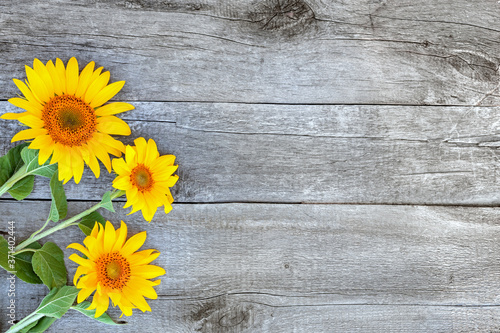 bright sunflower flowers with yellow petals on a wooden background, texture of an old wooden table, layout for design, free space,