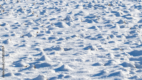 Texture of snow covering the grass in sunny weather