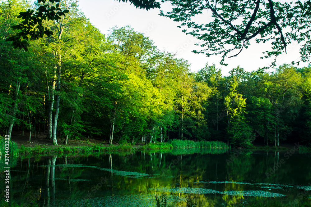 green lake in the forest green lake in the forest