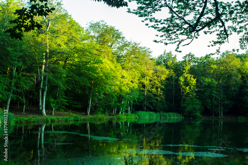 green lake in the forest