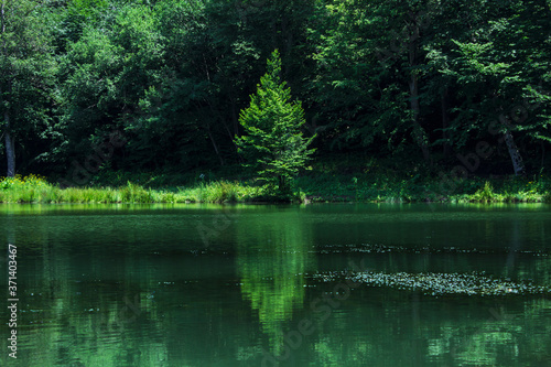 lonely tree on the shore of the lake