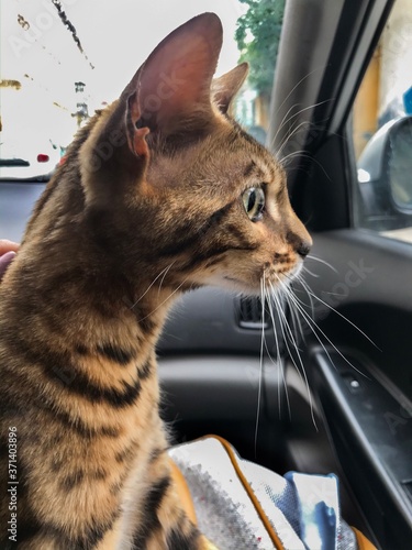 Cat travels in the car and sit in the lap of the owner. Pedigree, purebred Bengal cat, championship medalist with pedigree travels in the front seat. Tiger coloring. Trip for veterinarian examination