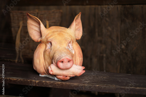 Detail of severed pig head on table during traditional slaughter feast photo