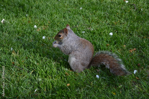 Squirrel in The Park