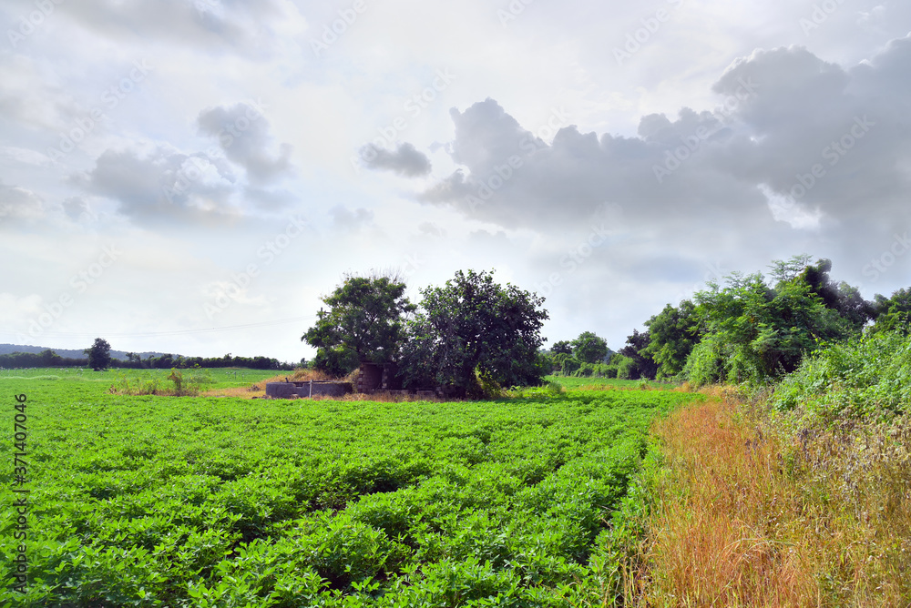 Agriculture, Peanut Field and grass stock image .