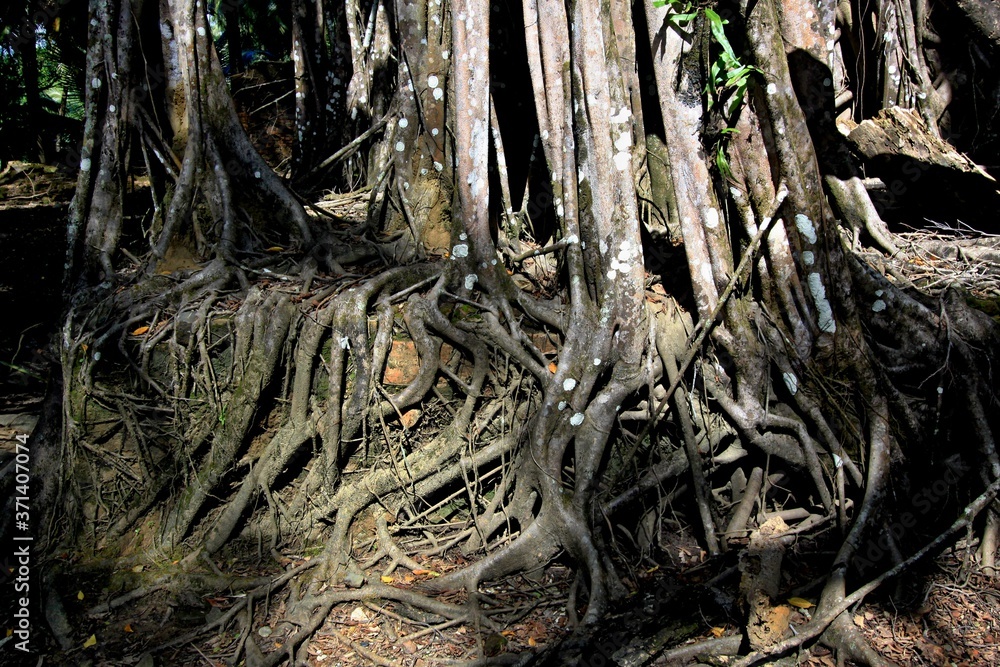 Trees on Ross Island. Andaman and Nicobar Islands. India. Asia. Trees on Ross Island. Andaman and Nicobar Islands. India. Asia.