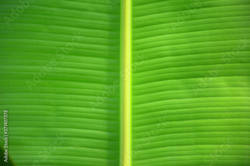 banana leaf texture