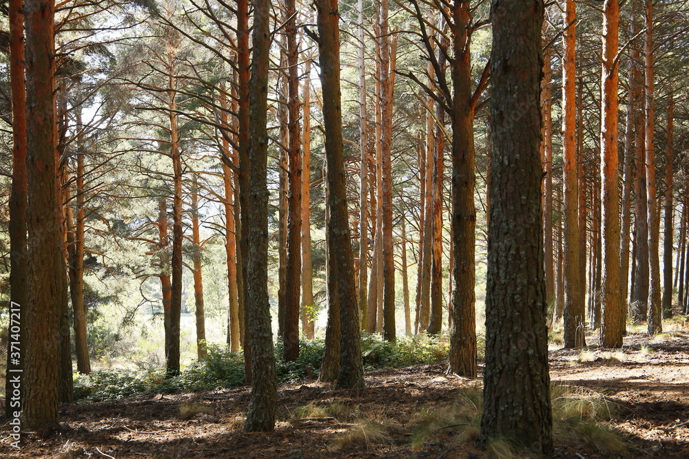 Naklejka premium Baño de bosque