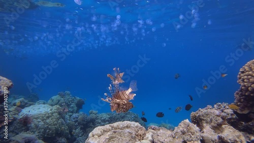 Underwater Seascape Lionfish and Snorkler. Underwater lionfish (Pterois miles). Tropical reef marine underwater seascape. Underwater reef coral scene. Colourful coral reefs. Marine life fish garden.  photo