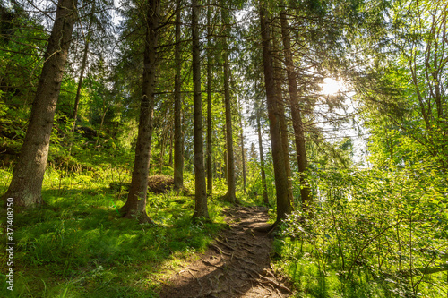 Scenic footpath in the woods of Sortavala  Karelia.