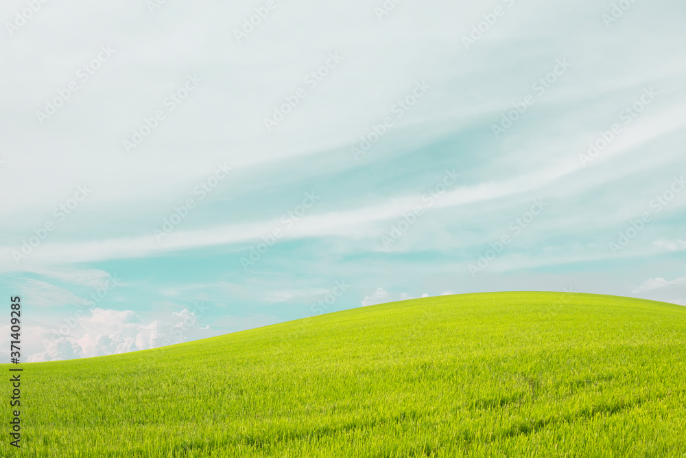 nature landscape of green grass field and blue sky background
