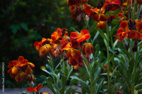 red and yellow tulips