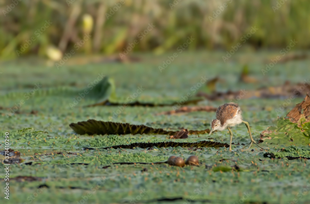 Young bird of Jacana looking at eggs Young bird of Jacana looking at eggs