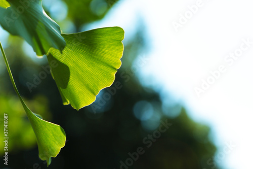 Foglie verdi di ginkgo biloba in una assolata giornata estiva, dettagli in primo piano photo