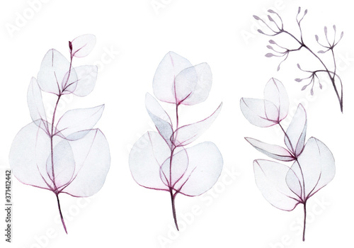 watercolor drawing. set, collection of abstract transparent eucalyptus leaves. transparent sprigs of pink eucalyptus plant isolated on white background. delicate design for wedding and decoration