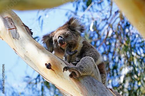 Wild koala sleeping in a Eucalyptus tree, taken Cleland Wildlife Park, Australia.