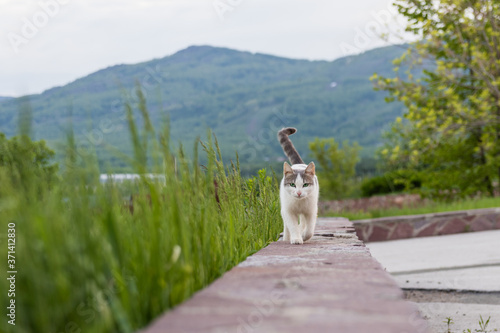 gray-white cat with green eyes is running towards you