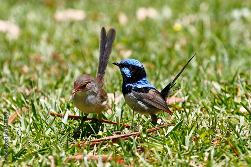 Male and female Superb Fairy-Wrens, taken at Cleland Wildlife Park, Australia.