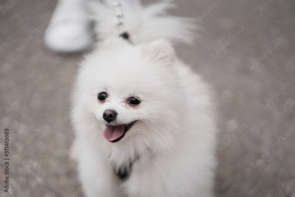white pomeranian dog portrait white pomeranian dog portrait