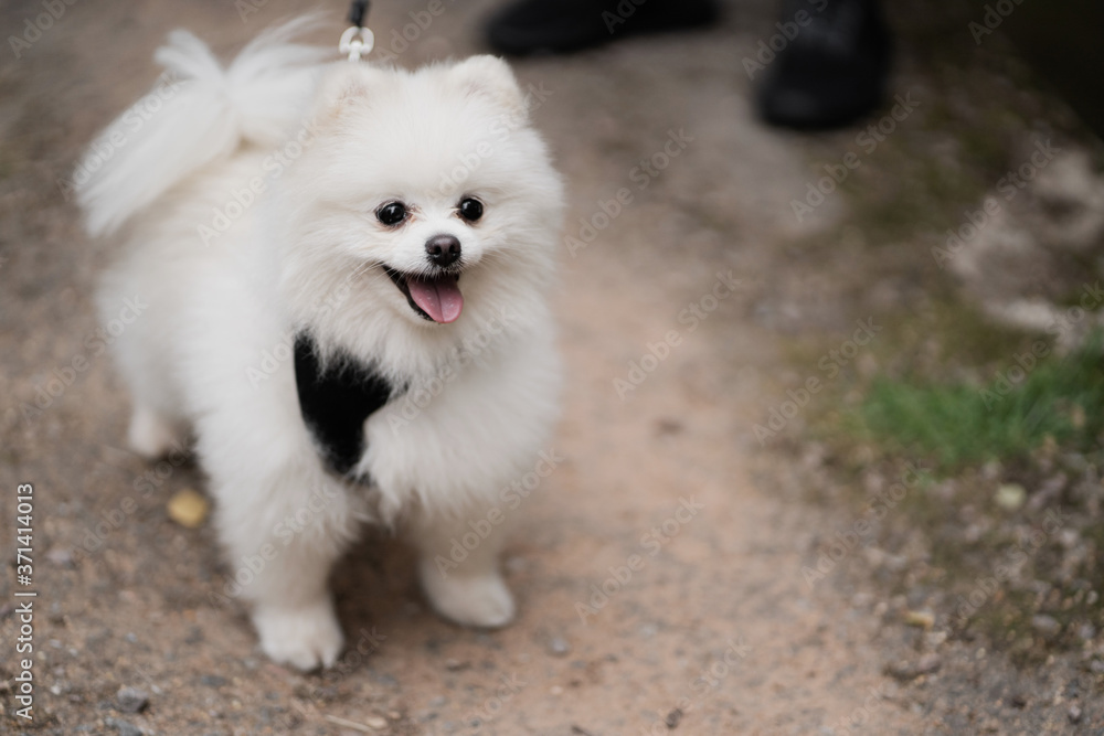 white pomeranian dog on grass white pomeranian dog on grass