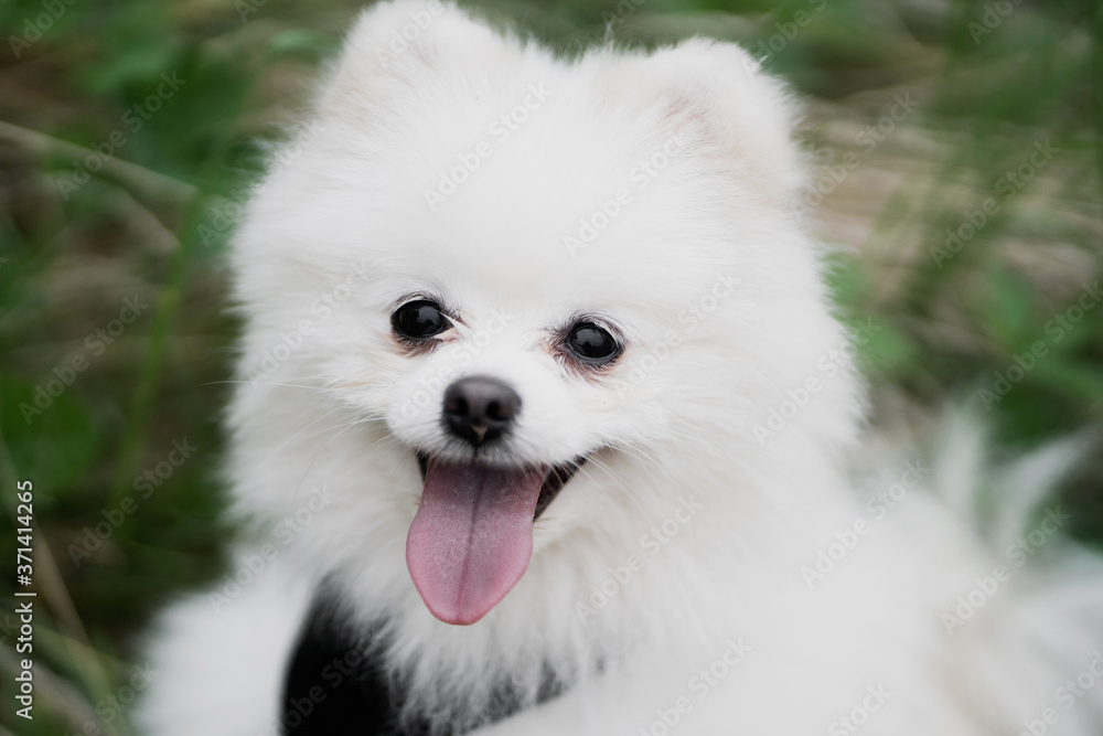 Fototapeta premium white pomeranian dog