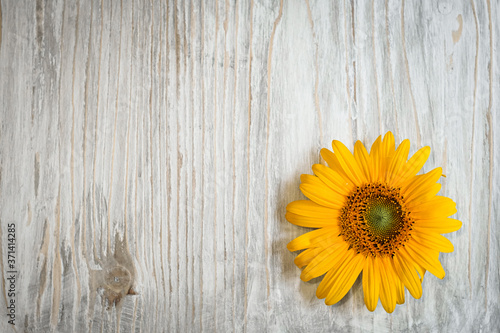 Fototapeta Naklejka Na Ścianę i Meble -  yellow sunflower flowers on a white wooden background