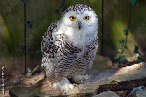 Chouette Harfang des neiges