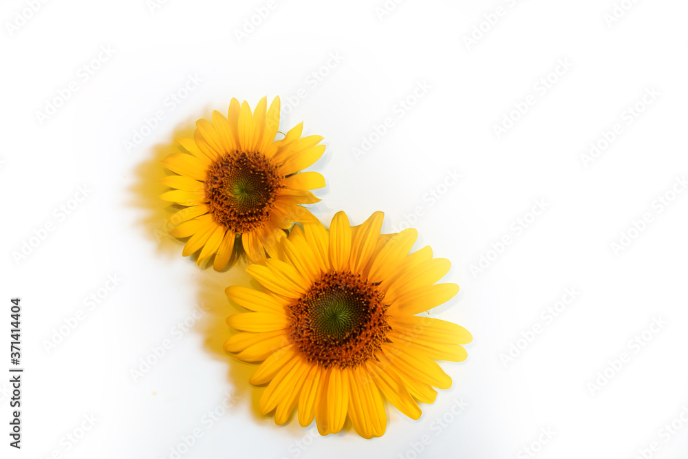 Obraz premium two yellow sunflower flowers on a white background