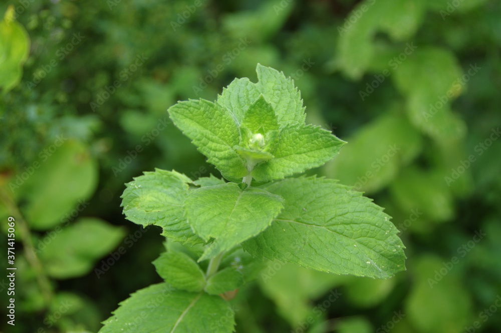 Mint with green leaves in the home garden. Fresh organic spice and herbs farming. Natural edible plants. Mint with green leaves in the home garden. Fresh organic spice and herbs farming. Natural edible plants.