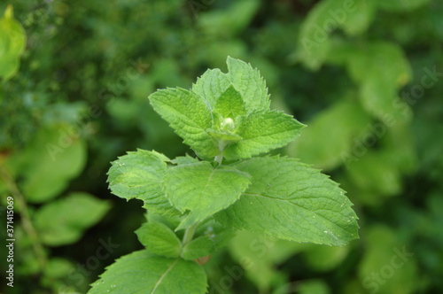 Mint with green leaves in the home garden. Fresh organic spice and herbs farming. Natural edible plants.