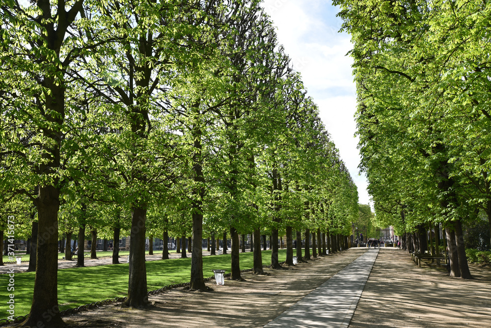 Allée ombragée du jardin du Luxembourg à Paris, France