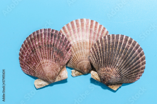 Three big fresh scallops shells on blue background