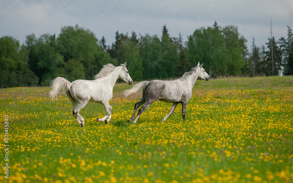 Gray arabian horses running free in the field of dandelions Gray arabian horses running free in the field of dandelions