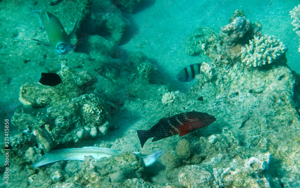 Morning scene from life of exotic fish inhabiting coral reefs at the Red Sea, Middle East Morning scene from life of exotic fish inhabiting coral reefs at the Red Sea, Middle East