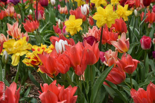 Tulipes et narcisses au jardin