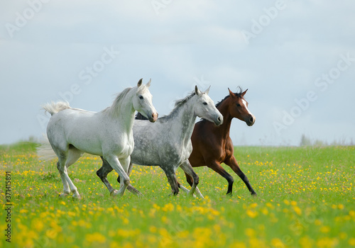 beautiful arabian horses in the field of dandelions