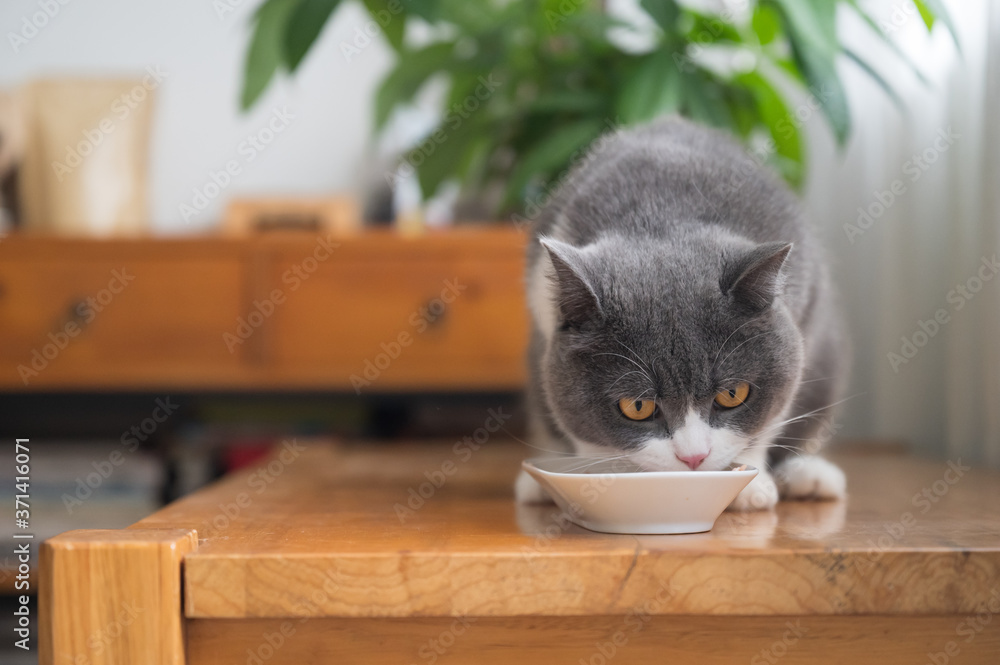 British shorthair cat is eating on the table