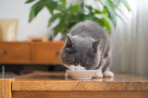 Fotografía British shorthair cat is eating on the table