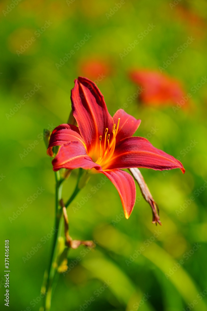 Flowering Day-lily flowers (Hemerocallis flower), closeup in the sunny day. Hemerocallis fulva. The beauty of decorative flower in garden - Selectice focus Flowering Day-lily flowers (Hemerocallis flower), closeup in the sunny day. Hemerocallis fulva. The beauty of decorative flower in garden - Selectice focus